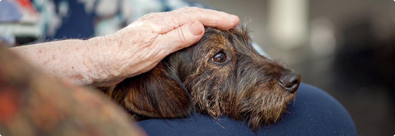 Pet Therapy nelle RSA, quando gli animali aiutano gli anziani a stare meglio